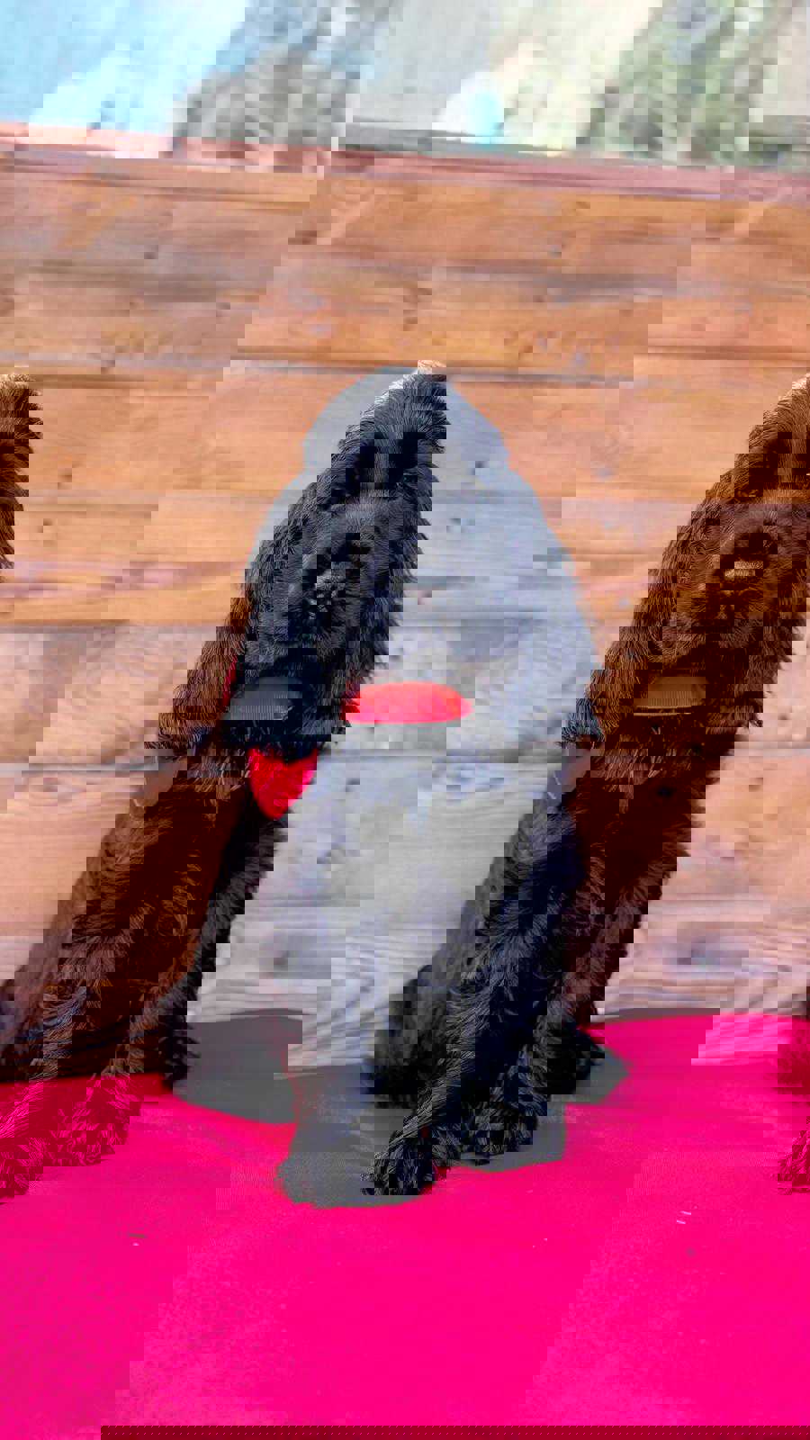 Marsel -English Cocker Spaniel